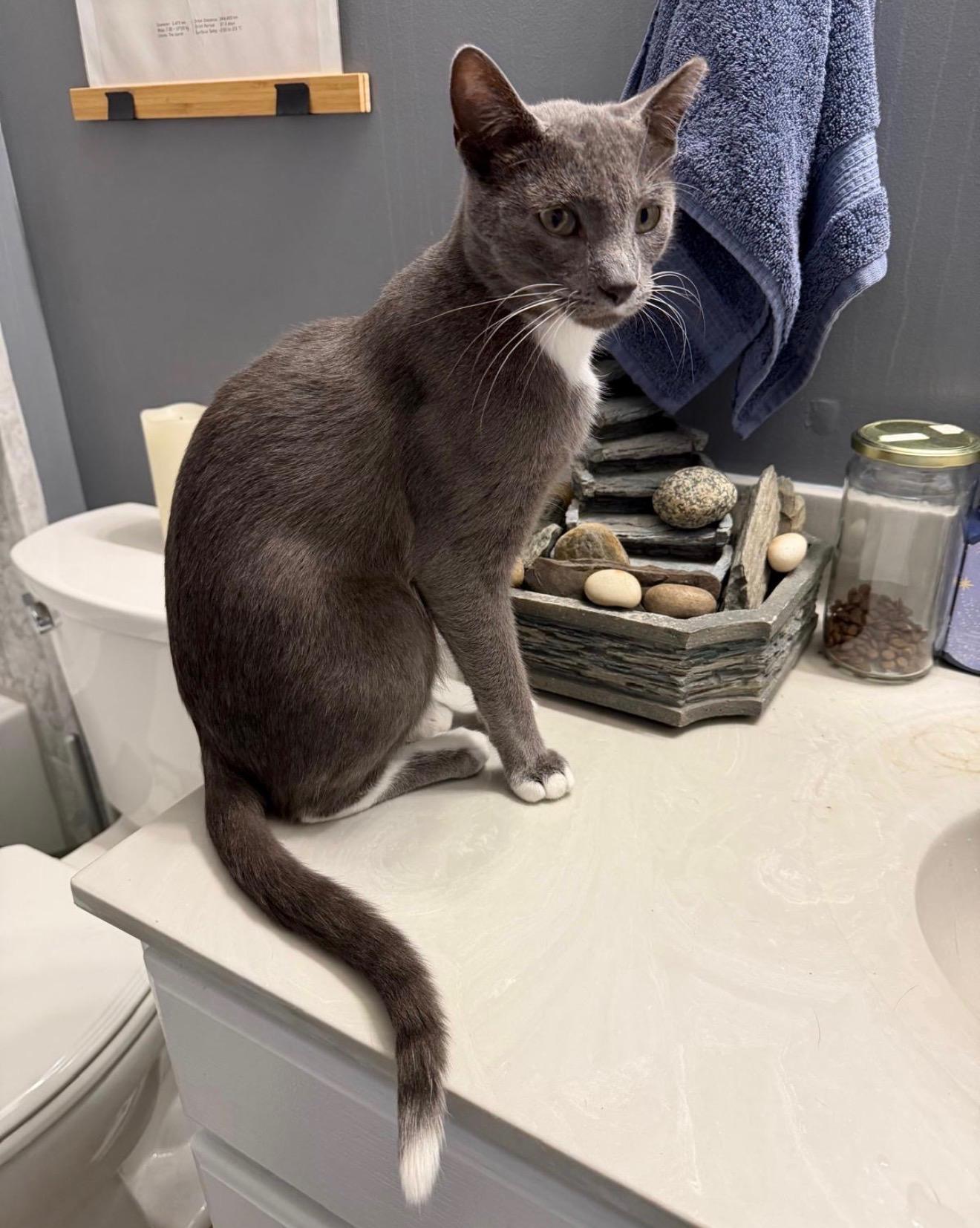 Alphonso, Adopted, Adult Male Domestic Short Hair.