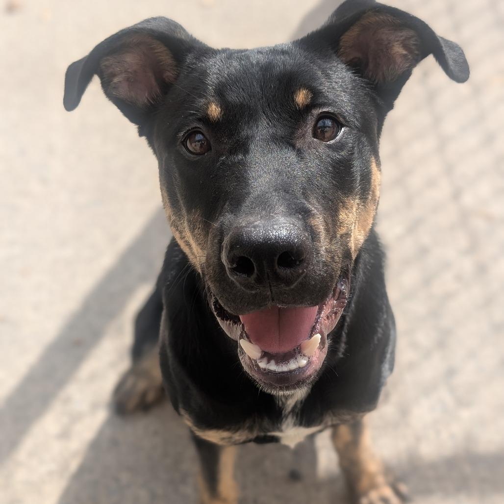 Axle, Adoptable, Young Male Catahoula Leopard Dog & Boxer.