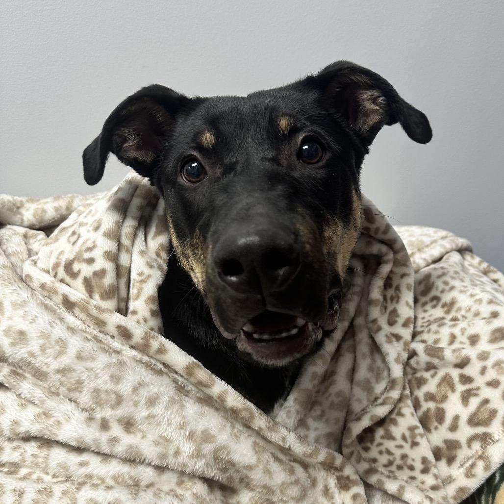 Enlarge Axle, a Adoptable mixed breed in Watertown, NY image 2/5