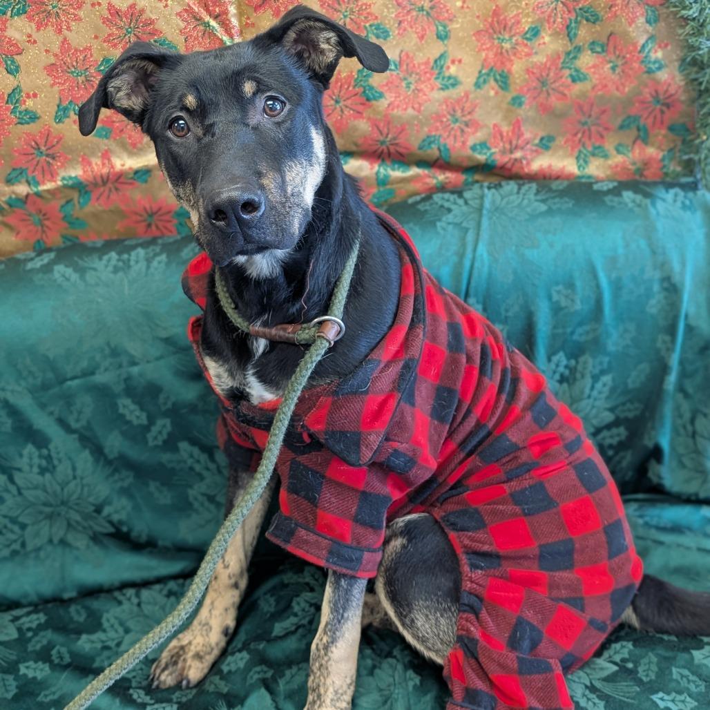 Enlarge Axle, a Adoptable mixed breed in Watertown, NY image 3/5