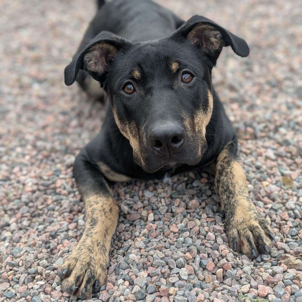 Enlarge Axle, a Adoptable mixed breed in Watertown, NY image 4/5