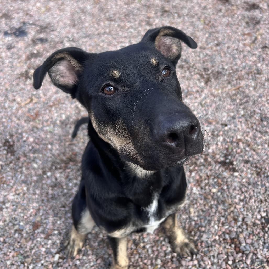 Enlarge Axle, a Adoptable mixed breed in Watertown, NY image 5/5