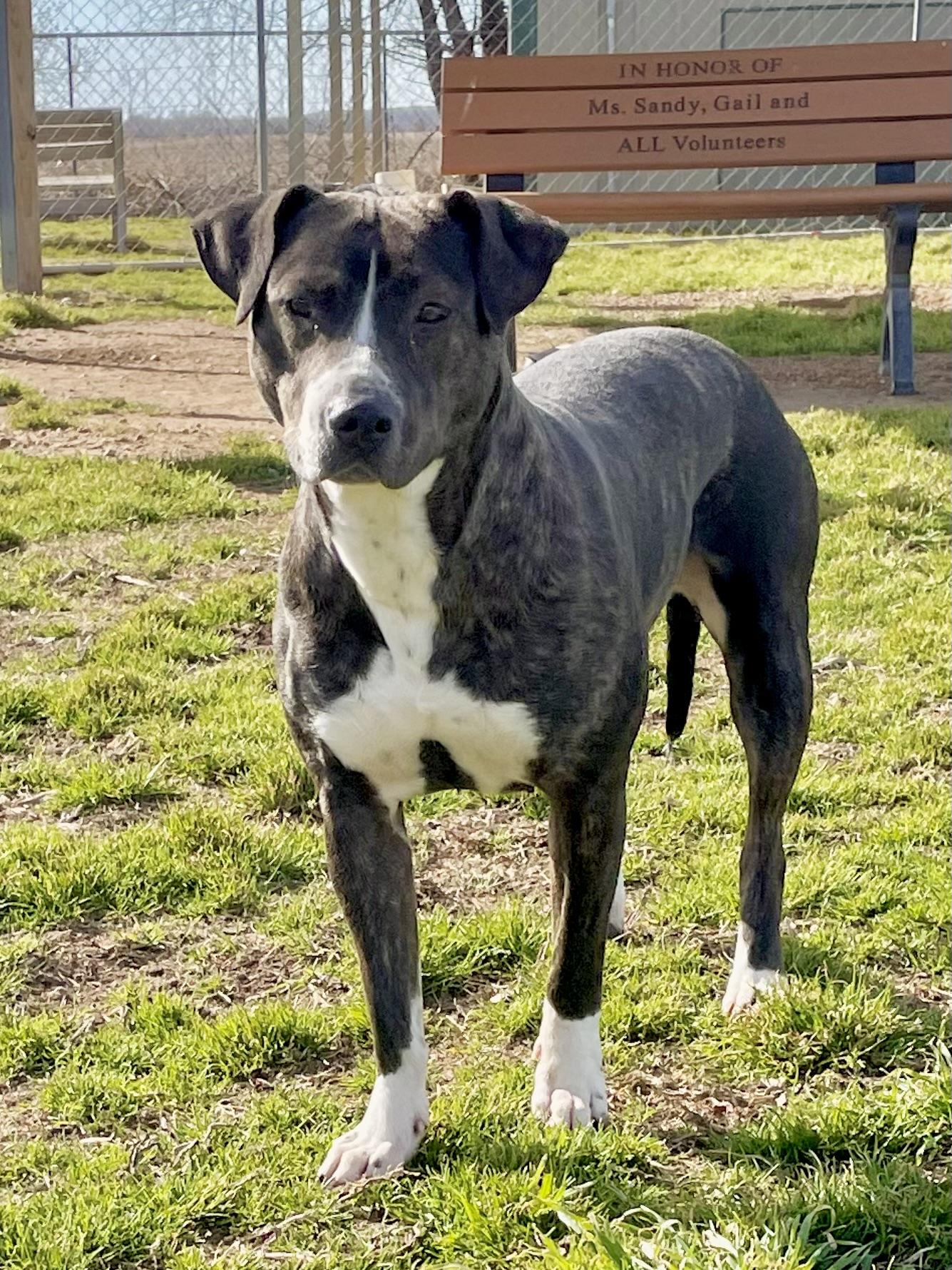 Enlarge Jewel, a Adoptable Mixed Breed in Southaven , MS image 1/5