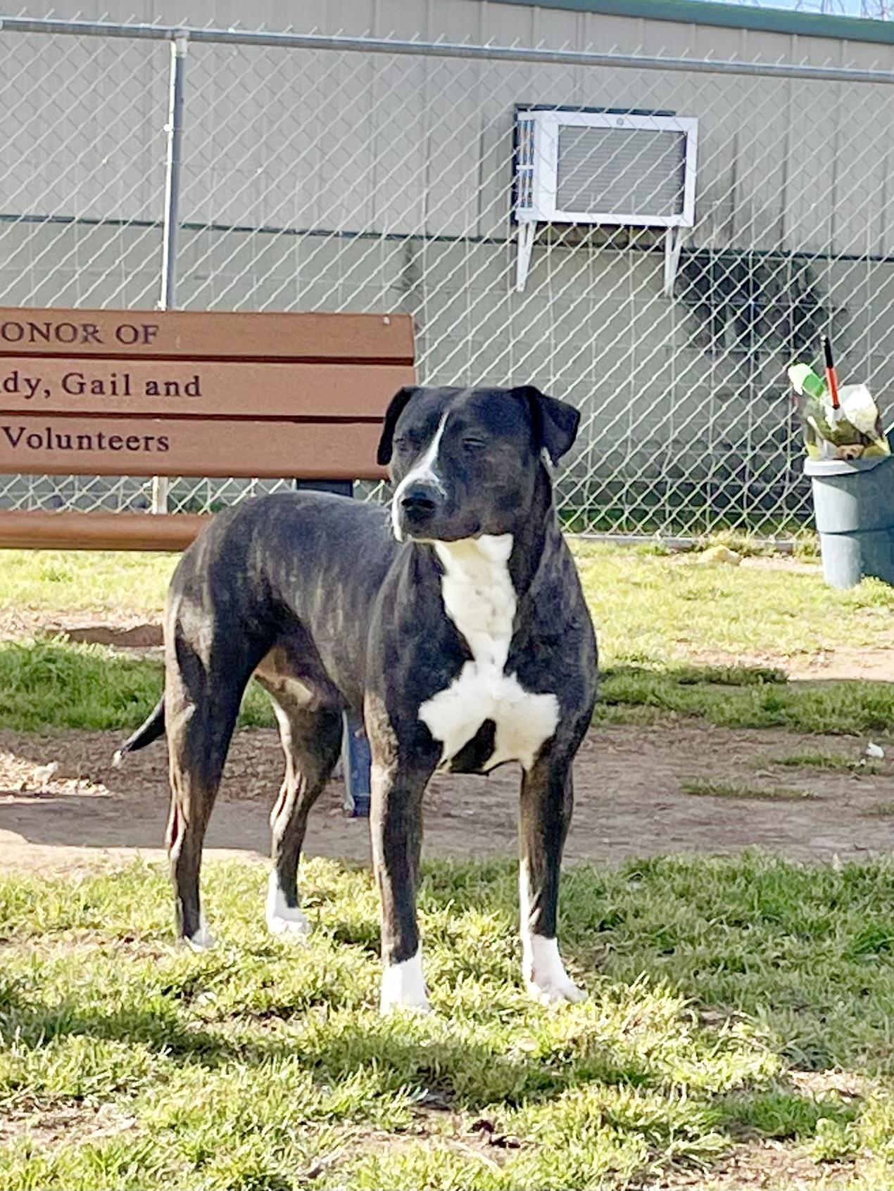 Enlarge Jewel, a Adoptable Mixed Breed in Southaven , MS image 4/5