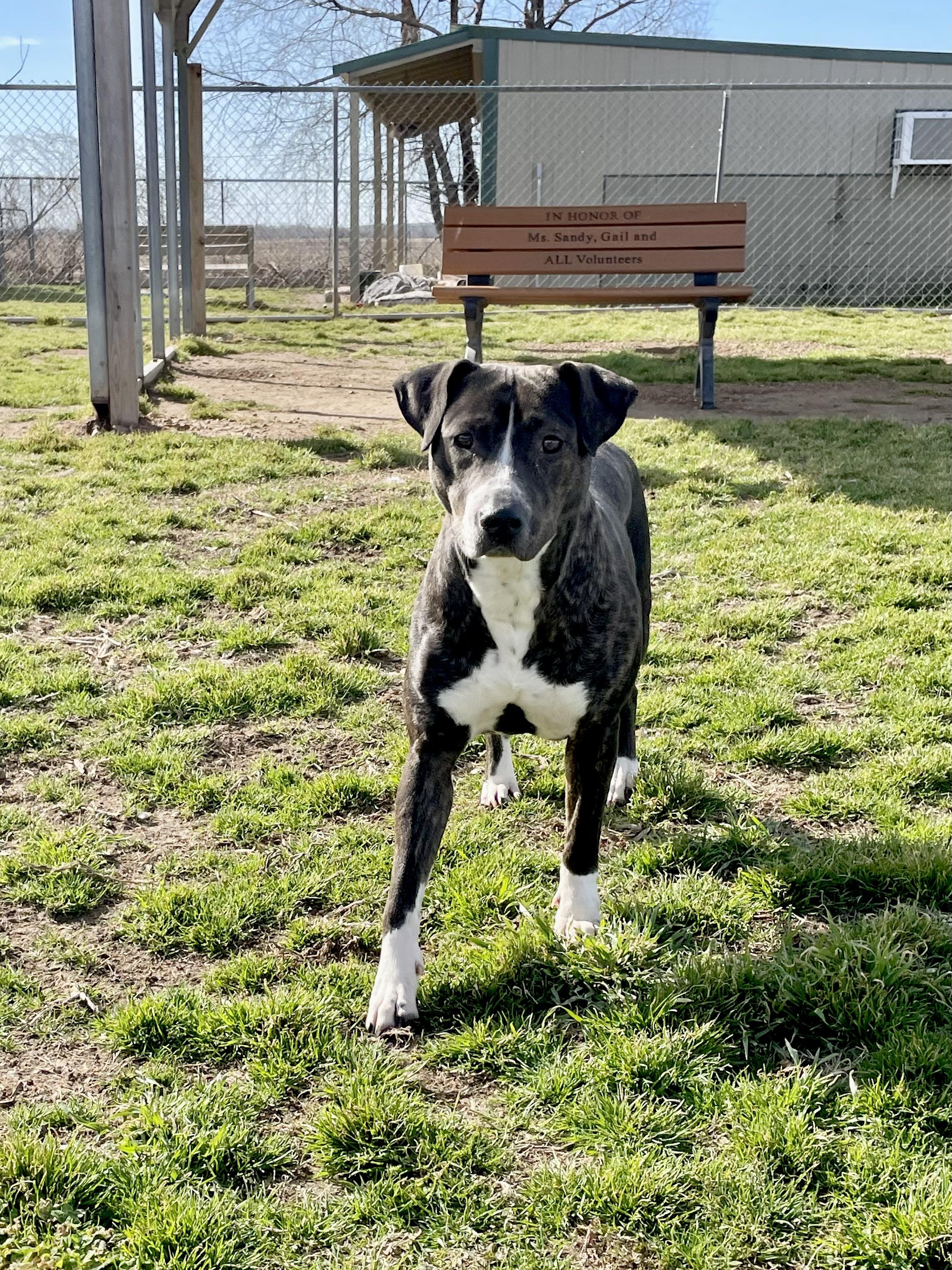 Enlarge Jewel, a Adoptable Mixed Breed in Southaven , MS image 3/5