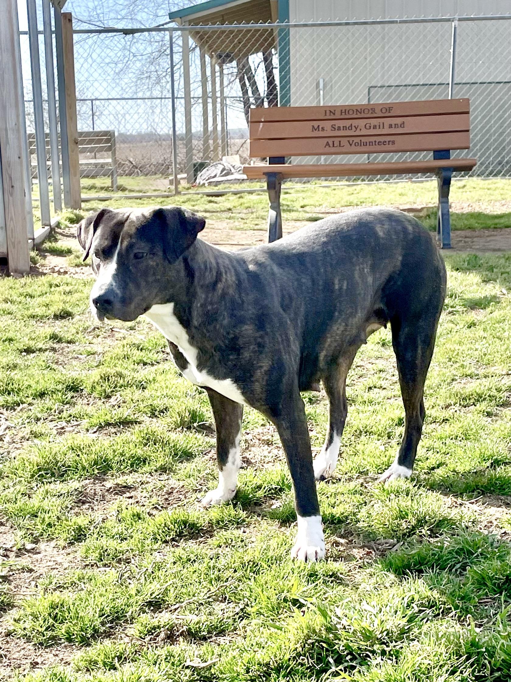 Enlarge Jewel, a Adoptable Mixed Breed in Southaven , MS image 2/5