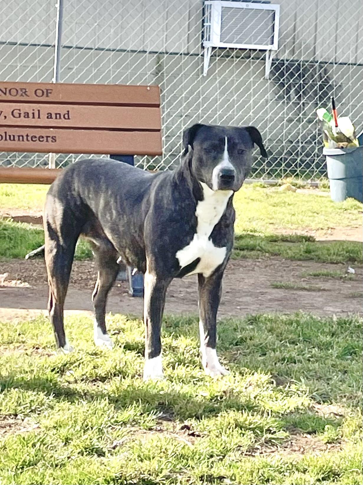 Enlarge Jewel, a Adoptable Mixed Breed in Southaven , MS image 5/5