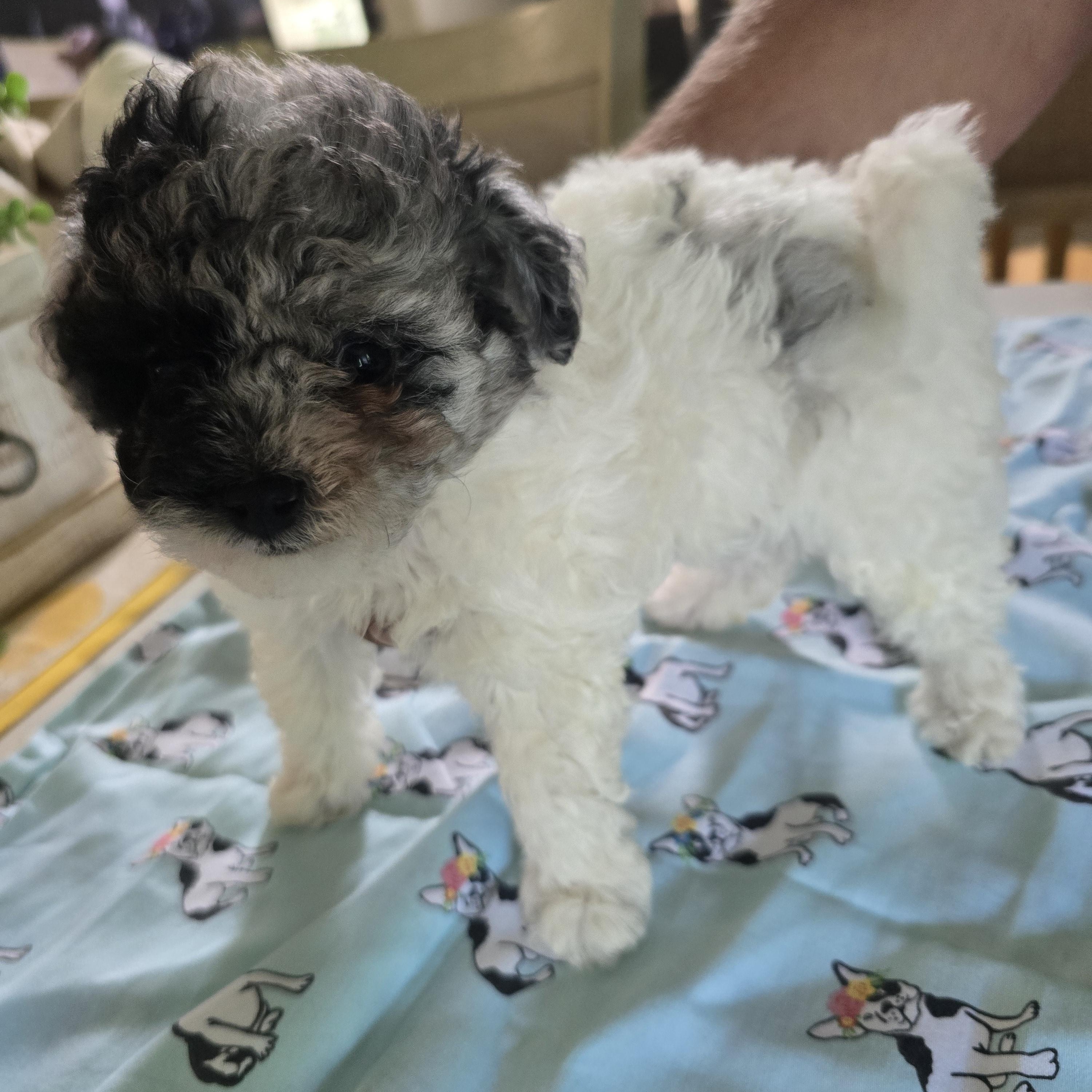 Wolf, ADOPTABLE, Puppy Male Yorkie Poo.