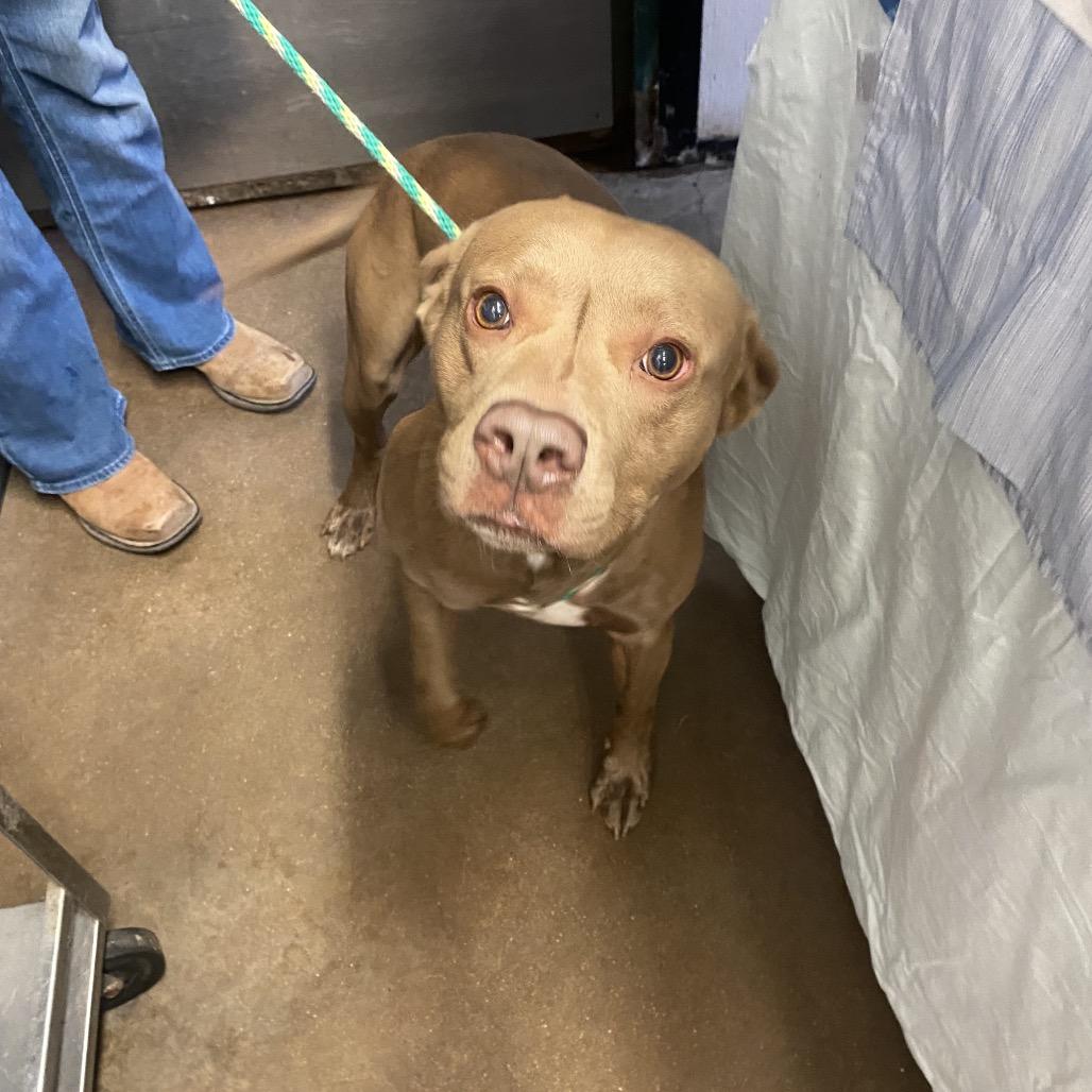 Enlarge Ringo, a Adoptable Mixed Breed in Lake Jackson, TX image 1/1