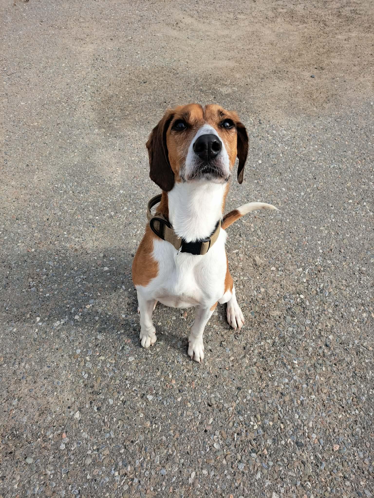 Little Anne, a Adoptable Foxhound in Caledon, ON image 2/5