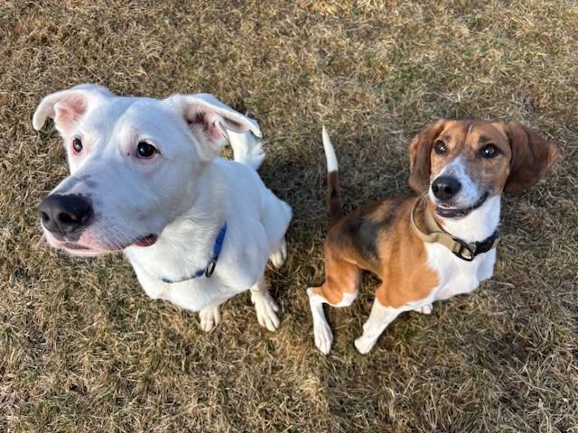 Little Anne, a Adoptable Foxhound in Caledon, ON image 3/5