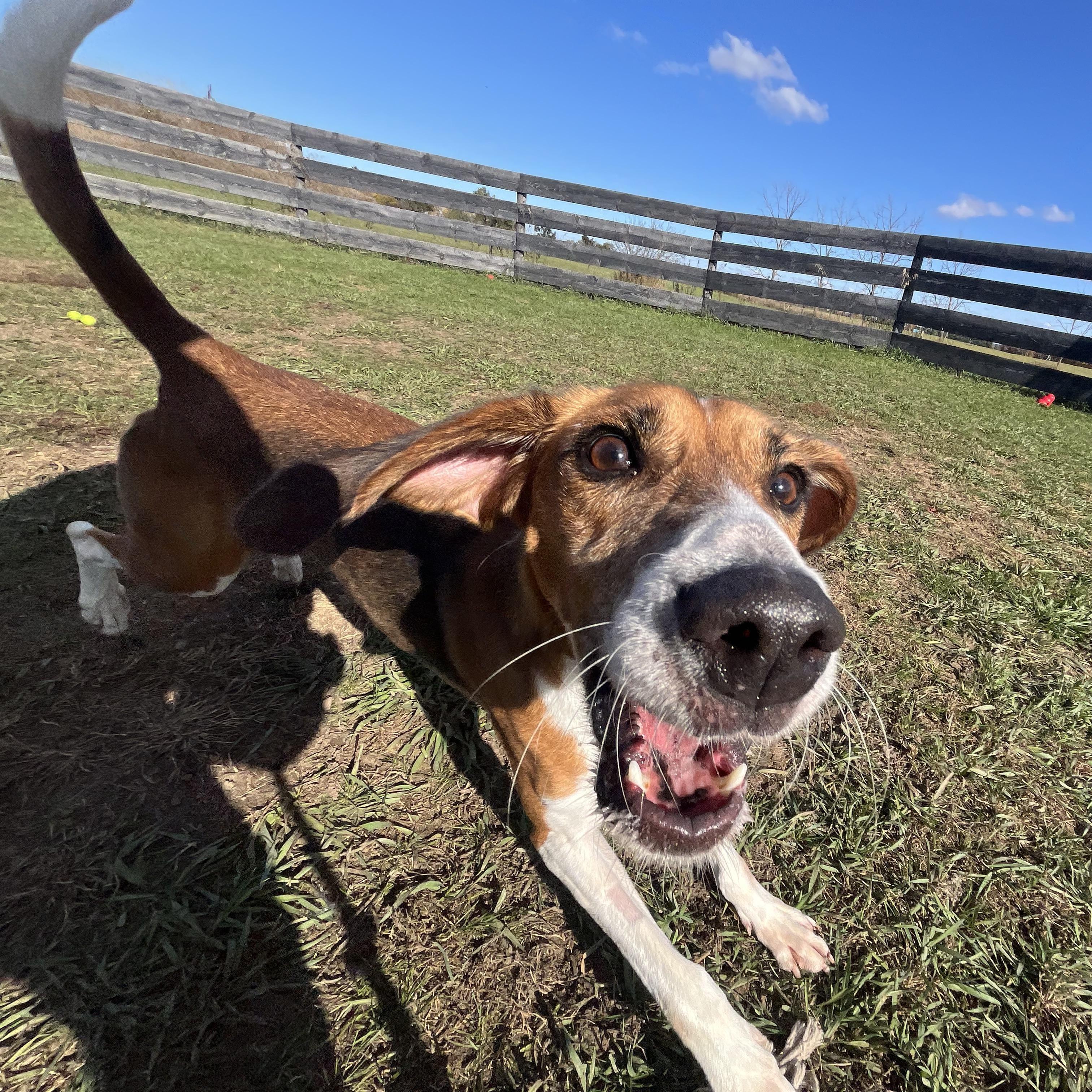 Little Anne, a Adoptable Foxhound in Caledon, ON image 4/5