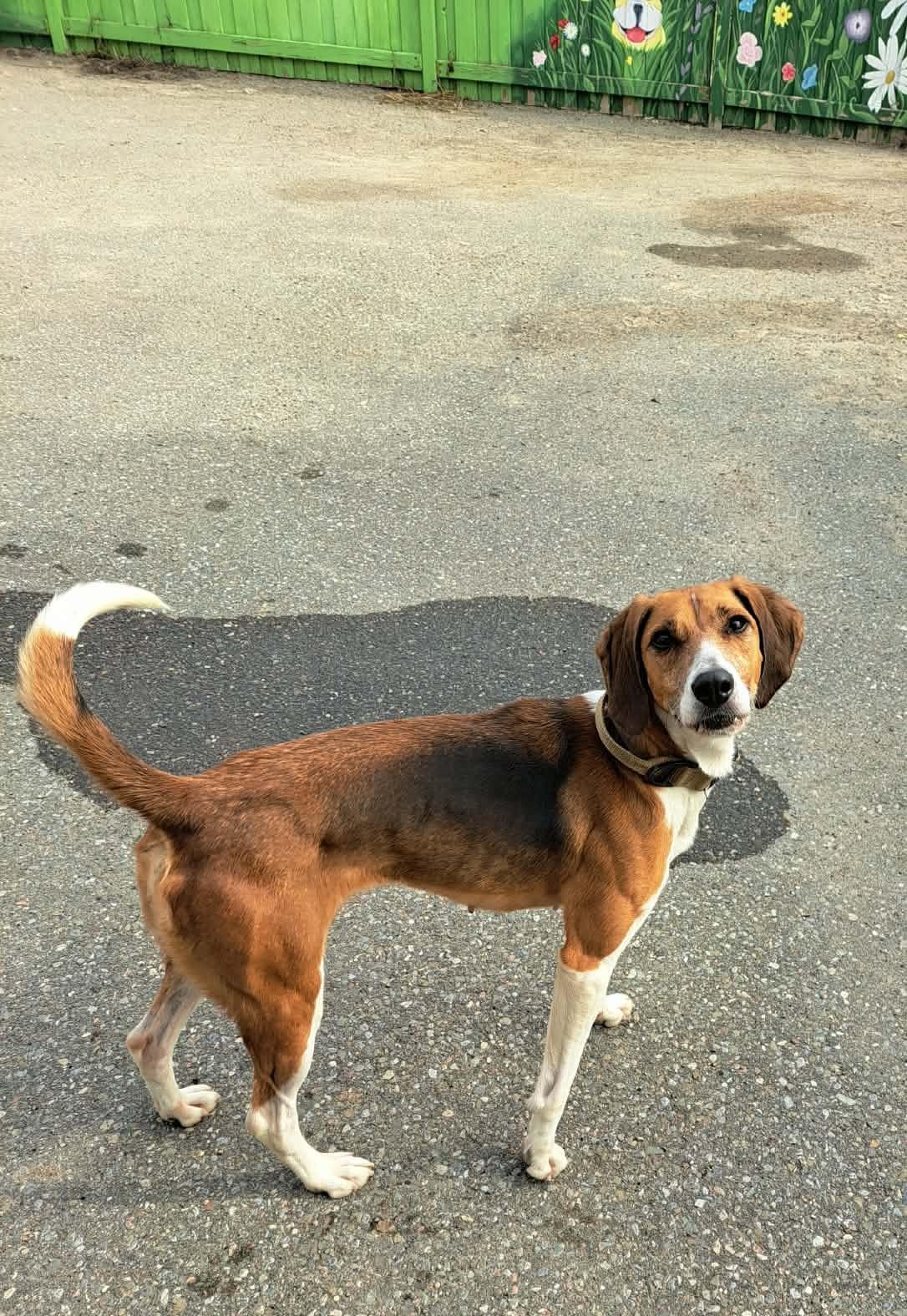 Little Anne, a Adoptable Foxhound in Caledon, ON image 5/5