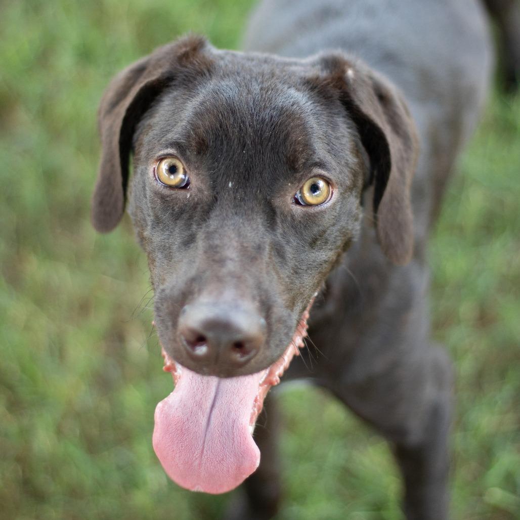 Enlarge Noodlez, a Adoptable Mixed Breed in Danville, KY image 1/5