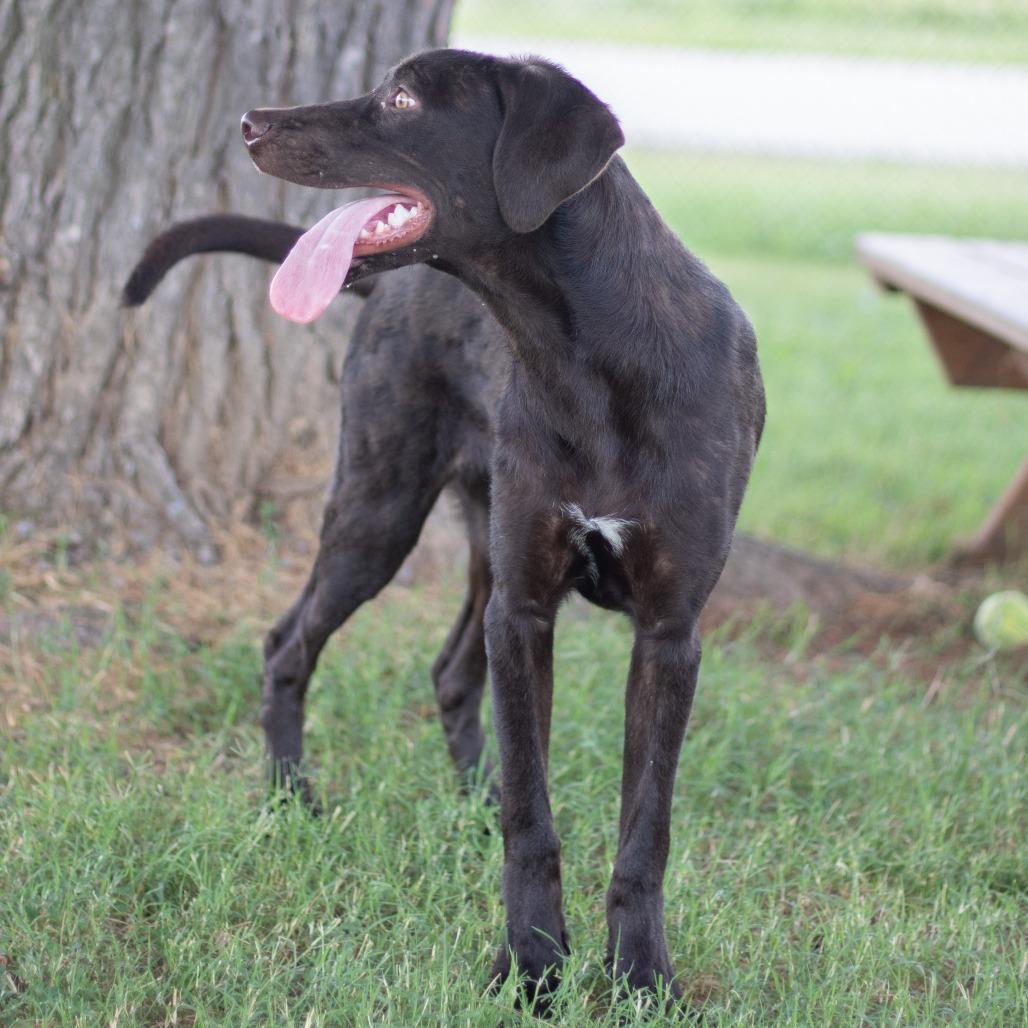 Enlarge Noodlez, a Adoptable Mixed Breed in Danville, KY image 3/5