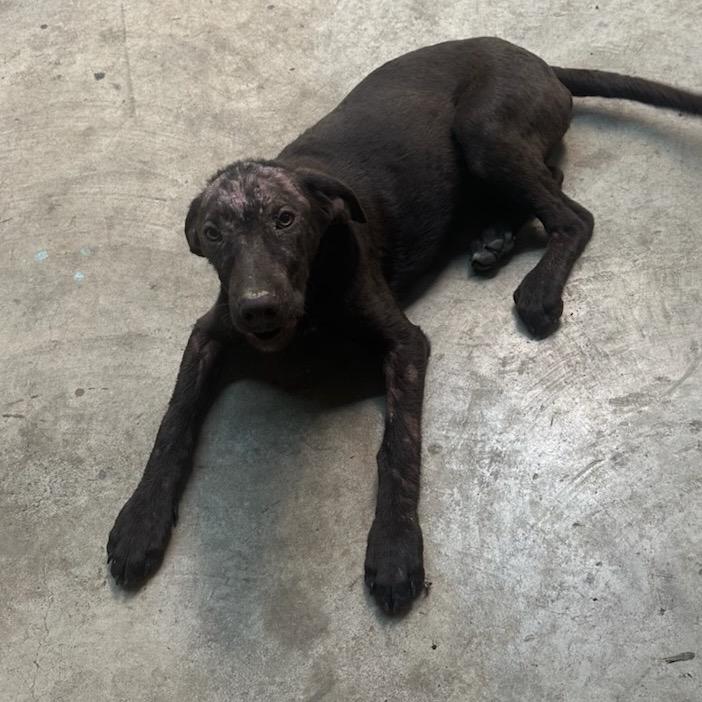 Enlarge Noodlez, a Adoptable Mixed Breed in Danville, KY image 4/5