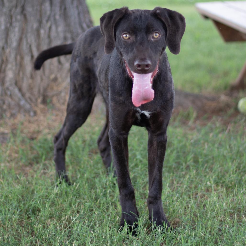 Enlarge Noodlez, a Adoptable Mixed Breed in Danville, KY image 5/5