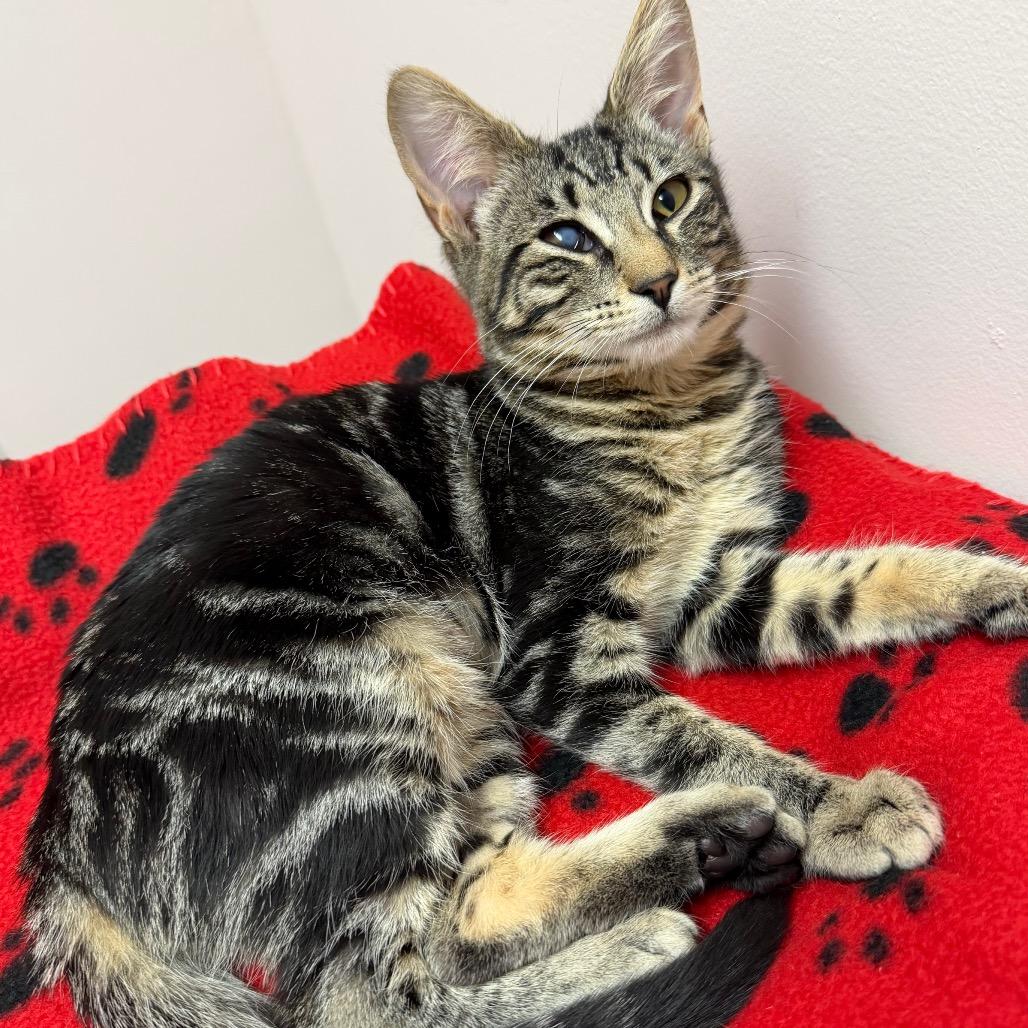 Cherokee, a Adoptable Domestic Short Hair in Middlebury, VT image 1/6