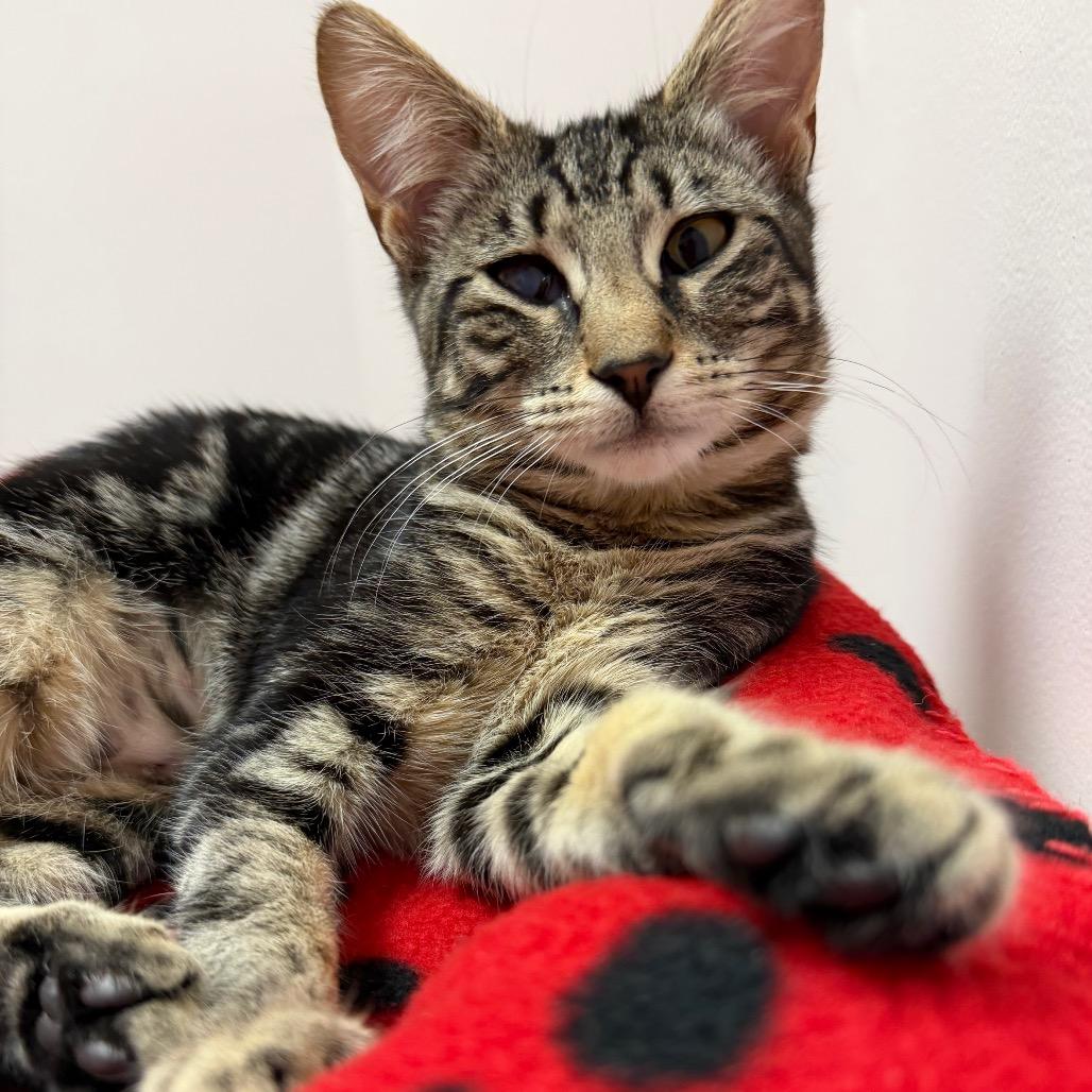 Cherokee, a Adoptable Domestic Short Hair in Middlebury, VT image 2/6