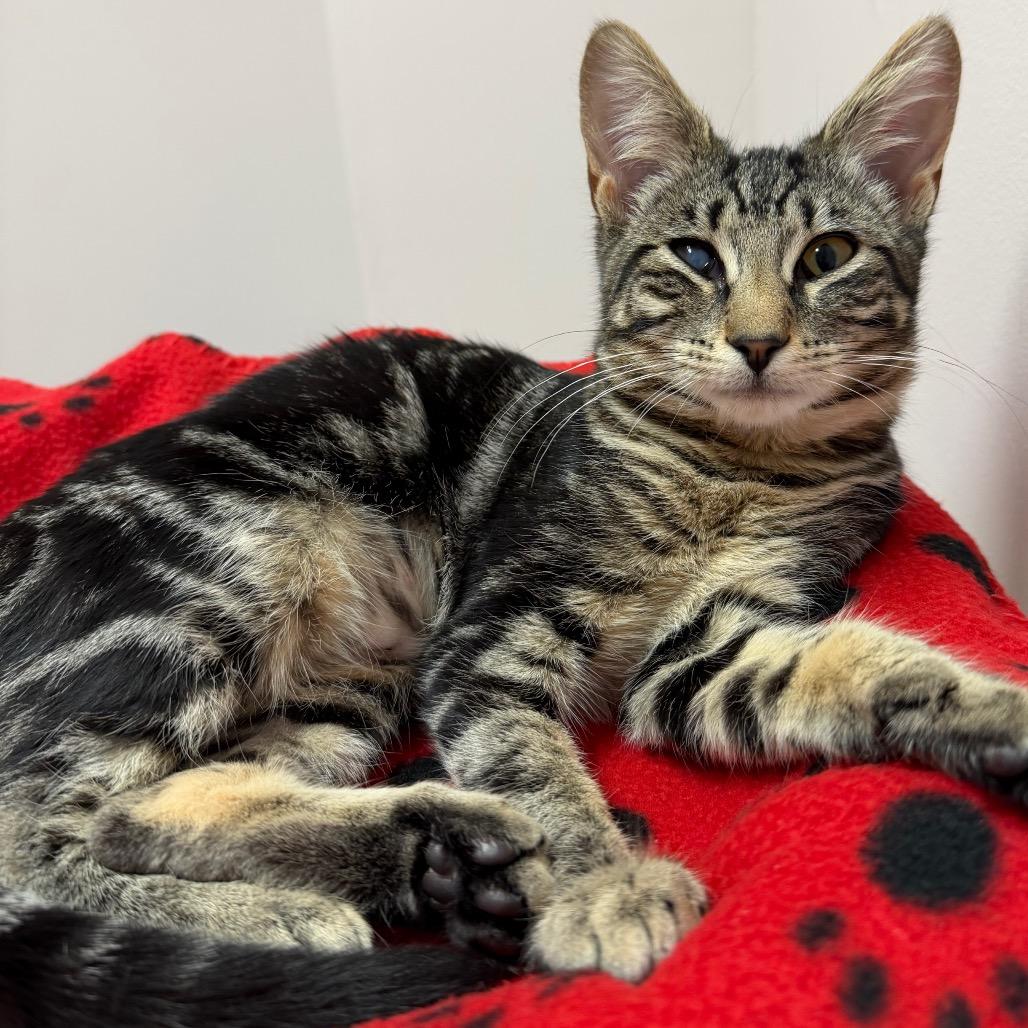 Cherokee, a Adoptable Domestic Short Hair in Middlebury, VT image 3/6
