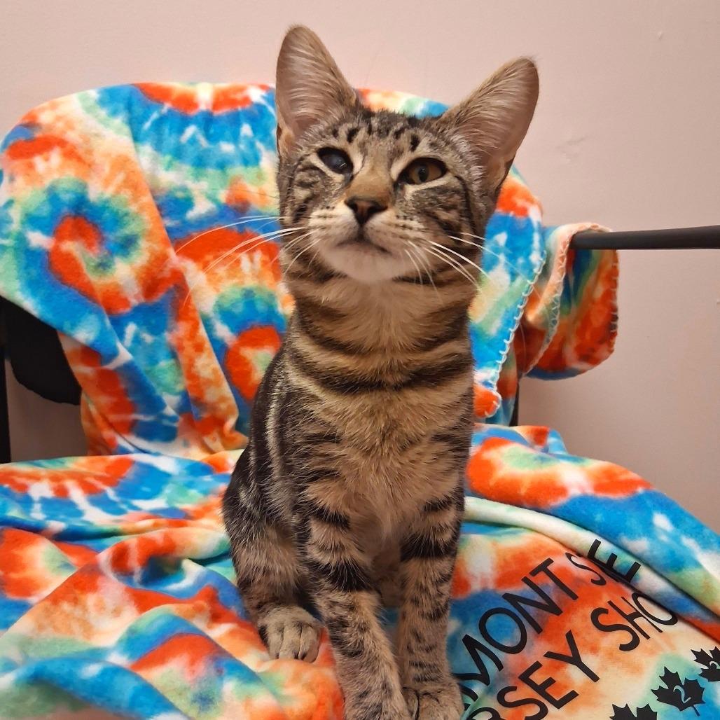 Cherokee, a Adoptable Domestic Short Hair in Middlebury, VT image 4/6