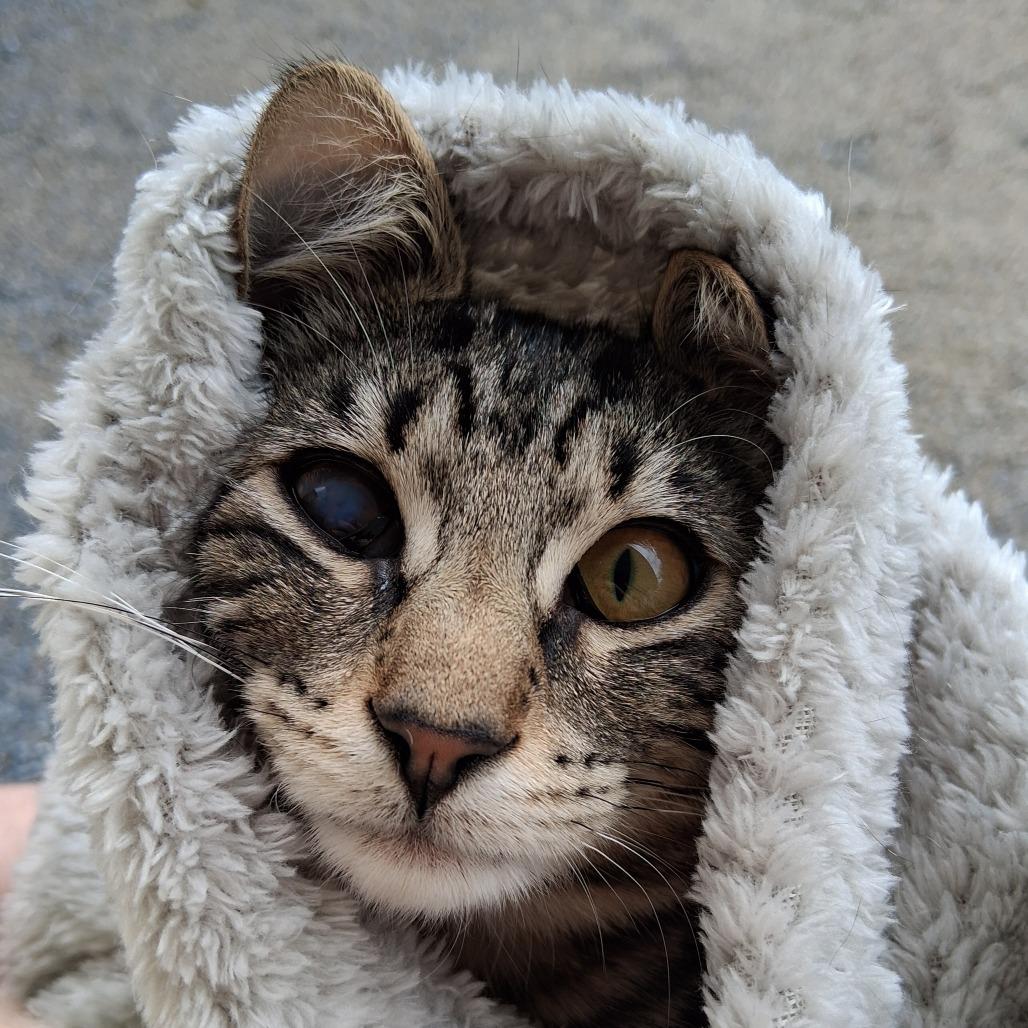Cherokee, a Adoptable Domestic Short Hair in Middlebury, VT image 5/6