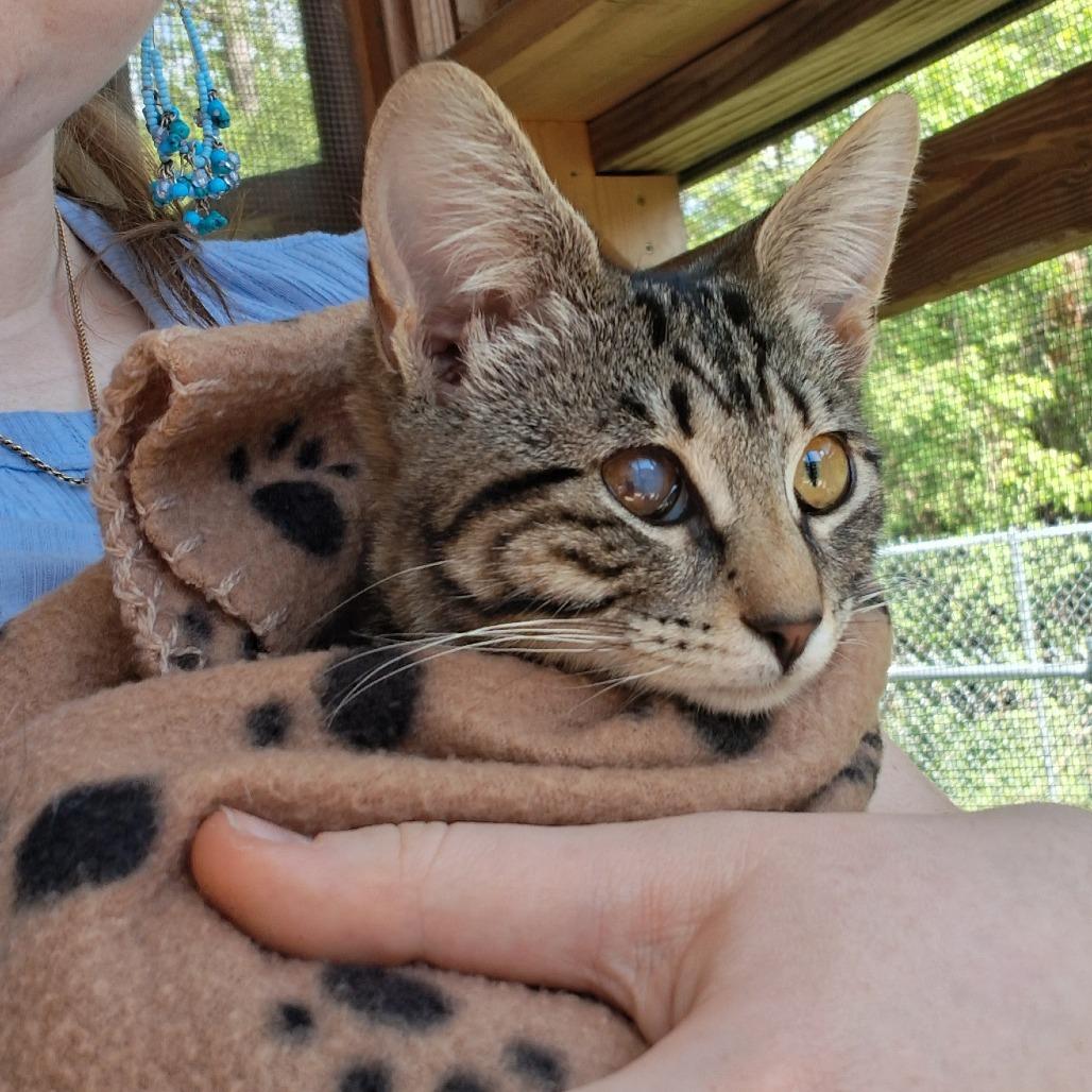 Cherokee, a Adoptable Domestic Short Hair in Middlebury, VT image 6/6
