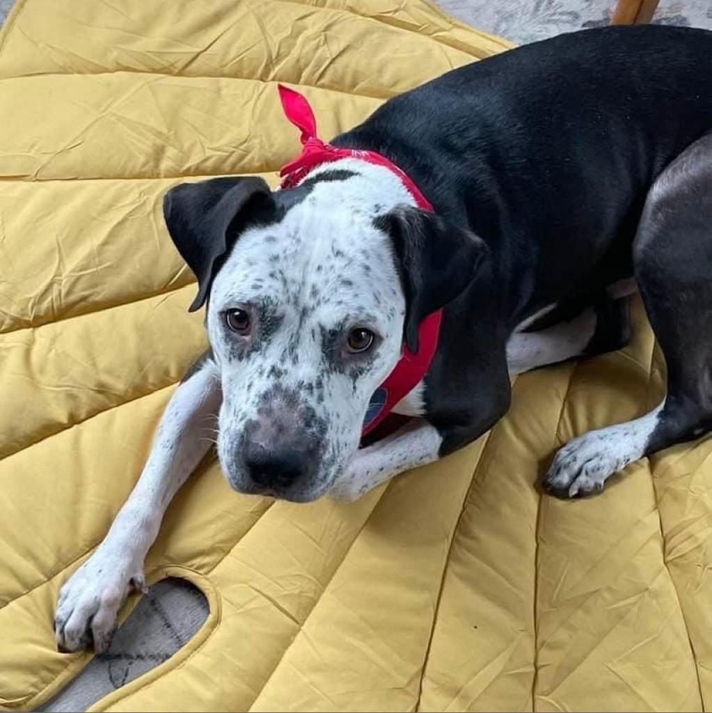 Fella, Adoptable, Senior Male Australian Cattle Dog / Blue Heeler.
