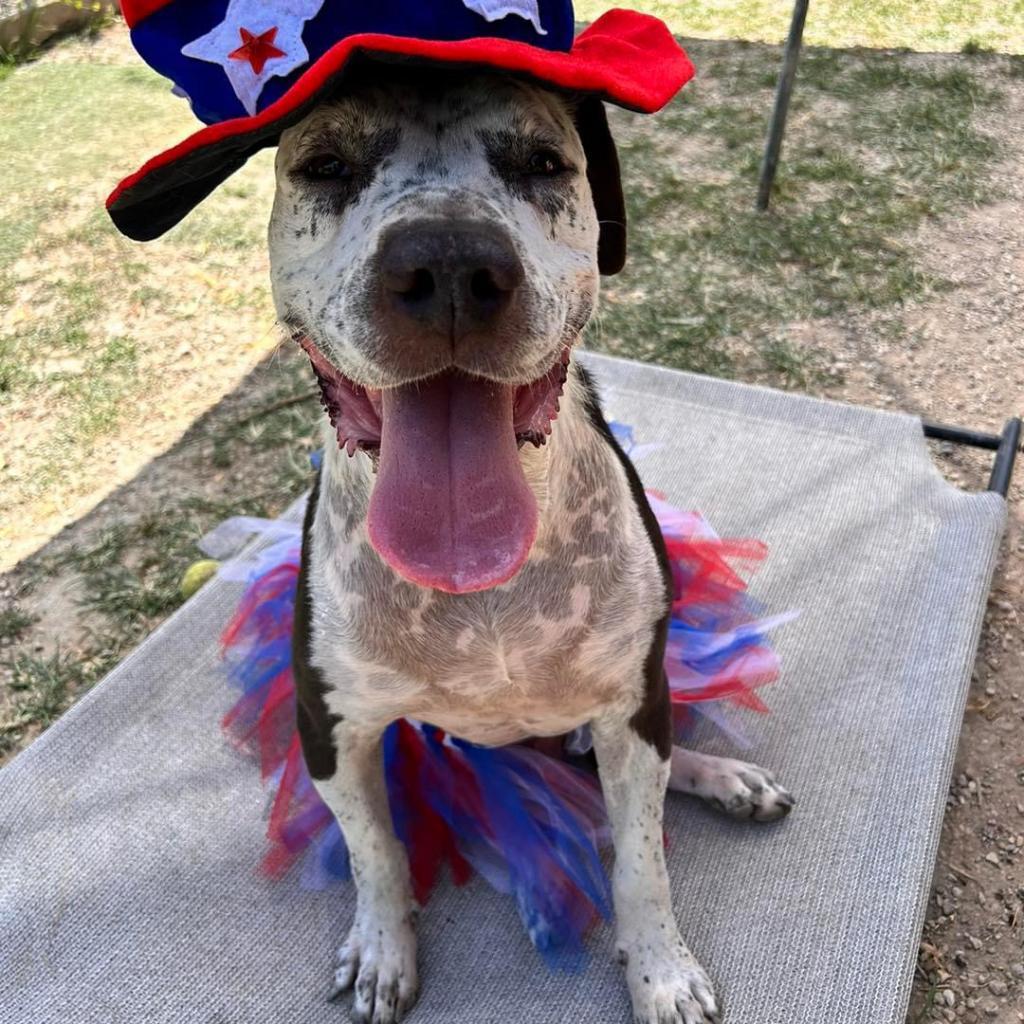 Fella, Adoptable, Senior Male Australian Cattle Dog / Blue Heeler.