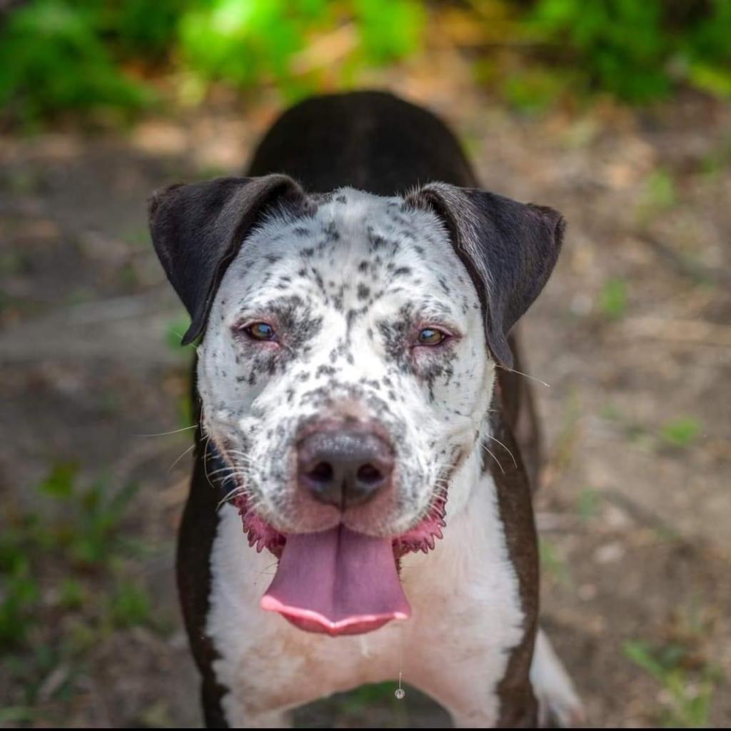 Fella, a Adoptable Australian Cattle Dog / Blue Heeler in Allen, TX image 2/6