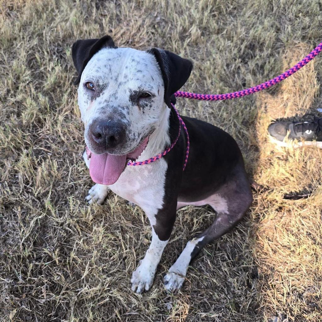 Fella, a Adoptable Australian Cattle Dog / Blue Heeler in Allen, TX image 3/6