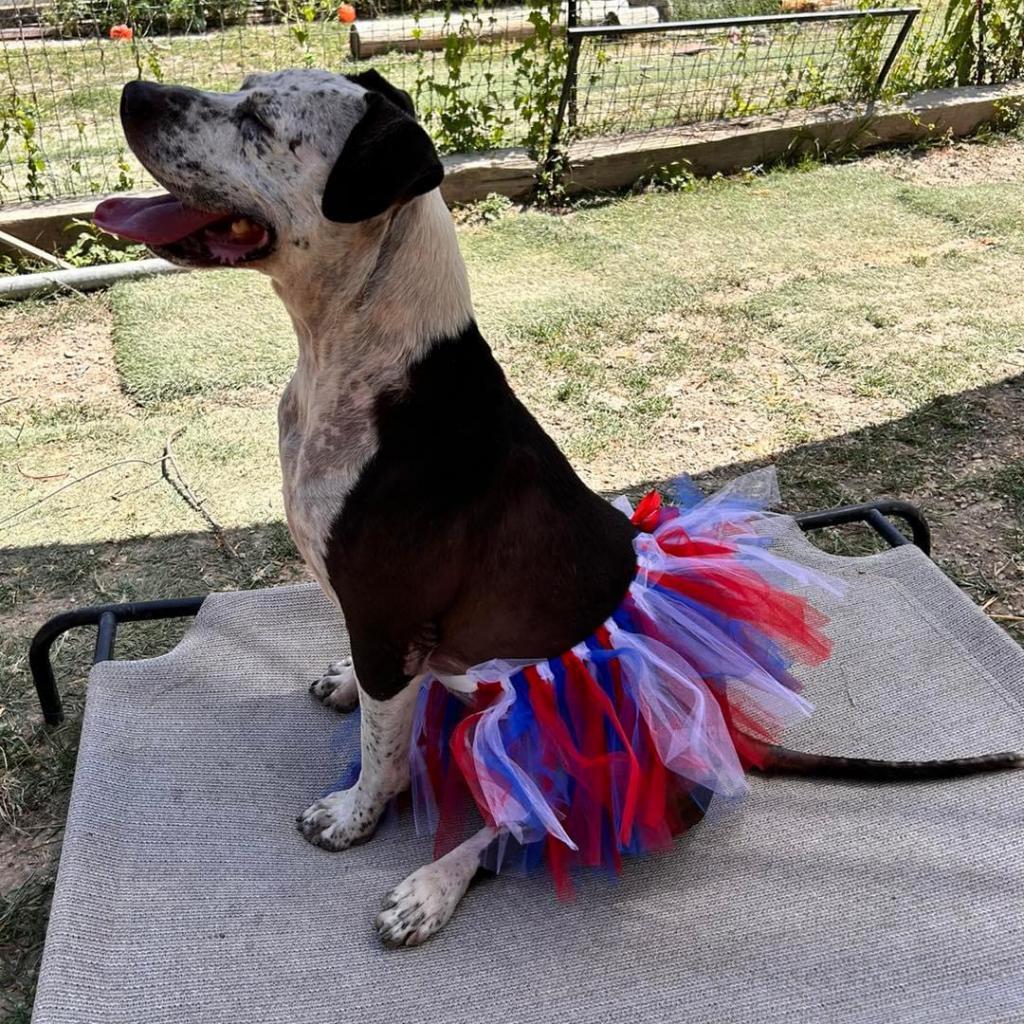 Fella, a Adoptable Australian Cattle Dog / Blue Heeler in Allen, TX image 4/6