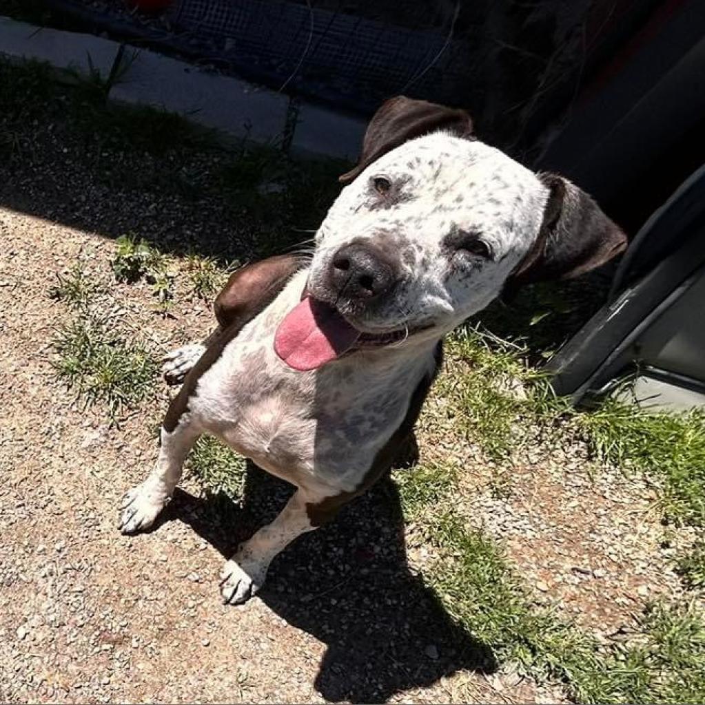 Fella, a Adoptable Australian Cattle Dog / Blue Heeler in Allen, TX image 5/6