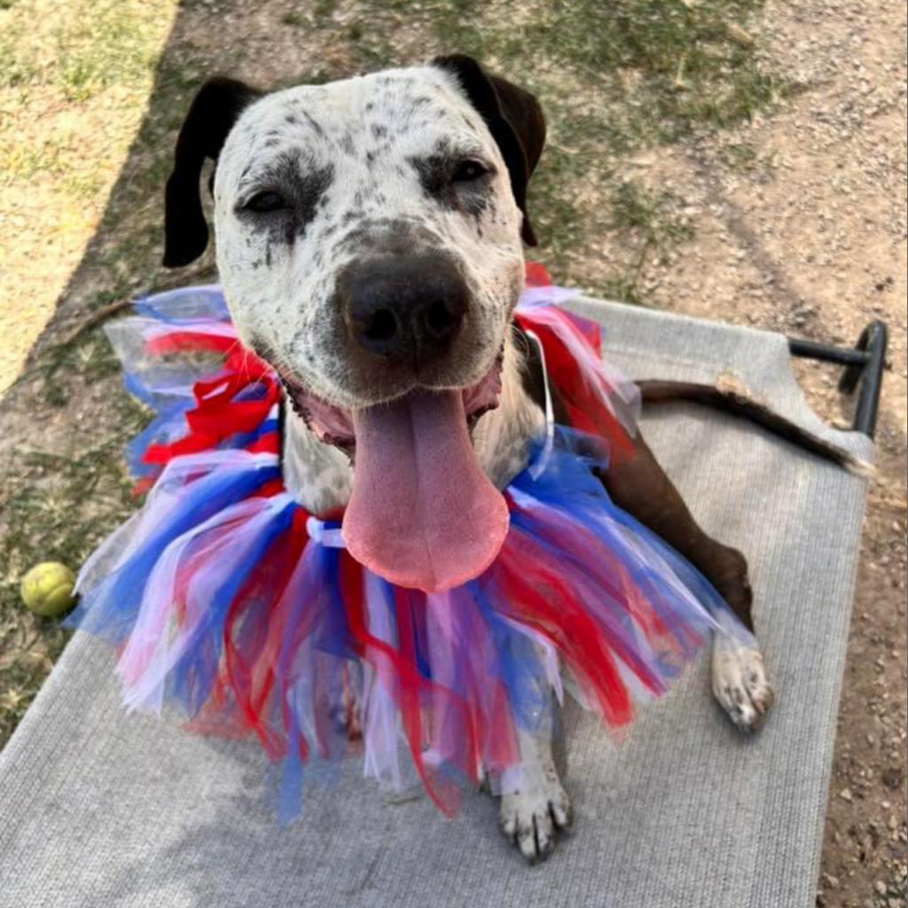 Fella, a Adoptable Australian Cattle Dog / Blue Heeler in Allen, TX image 6/6