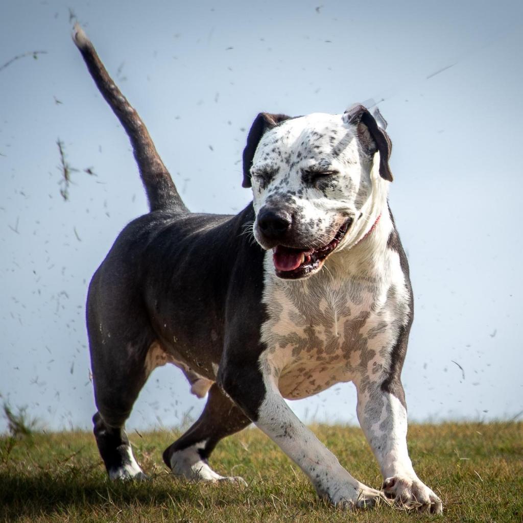 Enlarge Fella, a Adoptable Australian Cattle Dog / Blue Heeler in Allen, TX image 6/6