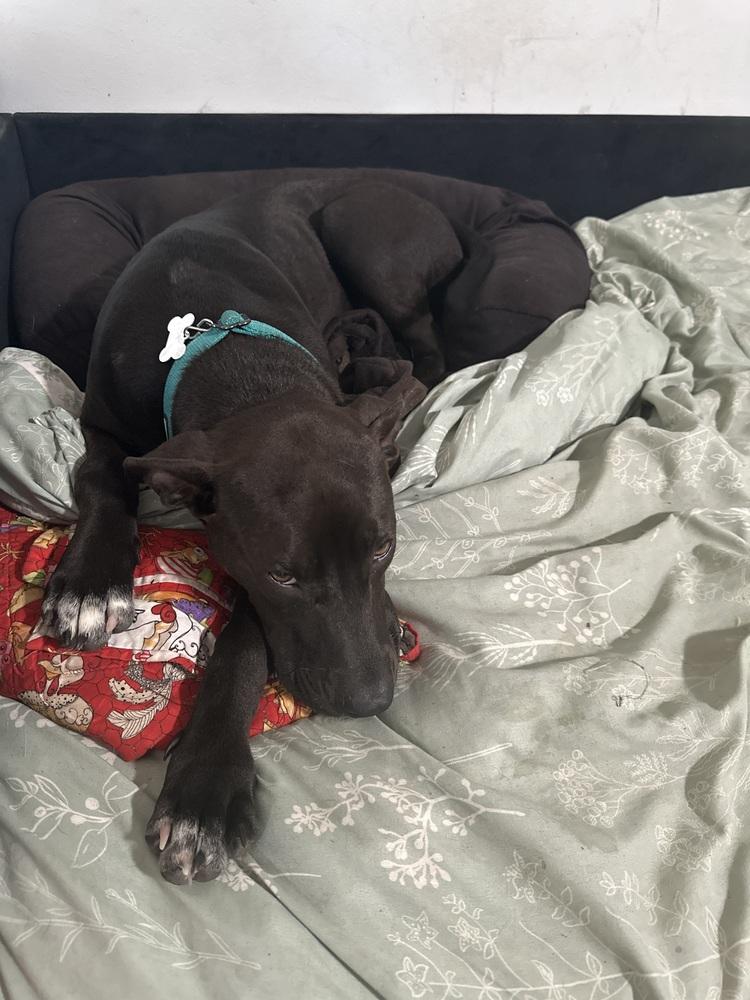 Enlarge Gracey, a Adoptable mixed breed in Colorado Springs, CO image 2/4