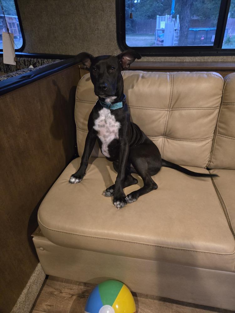 Enlarge Gracey, a Adoptable mixed breed in Colorado Springs, CO image 3/4