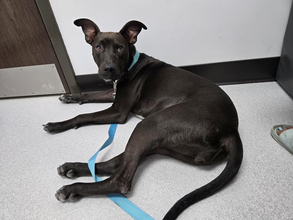 Enlarge Gracey, a Adoptable mixed breed in Colorado Springs, CO image 4/4