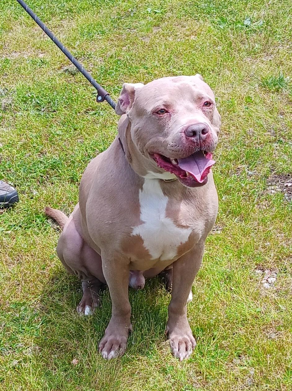 Buster, Adult Male unknown