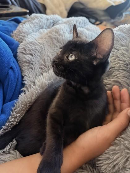 Kitty, a ADOPTABLE mixed breed in Santa Cruz, CA image 3/4