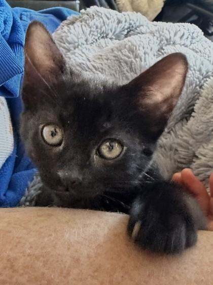 Kitty, a ADOPTABLE mixed breed in Santa Cruz, CA image 1/4