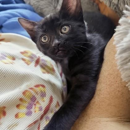 Kitty, a ADOPTABLE mixed breed in Santa Cruz, CA image 2/4