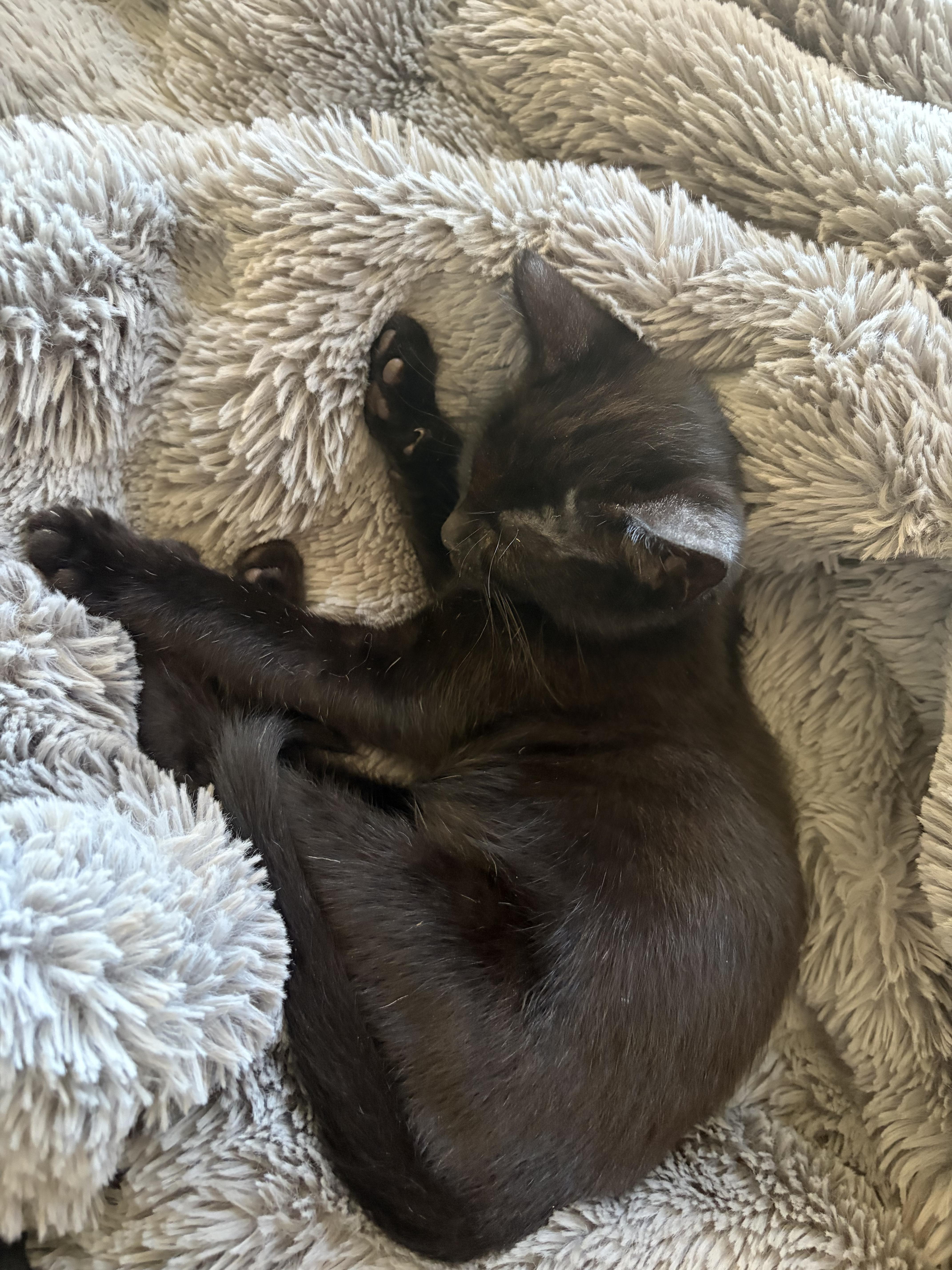 Kitty, a ADOPTABLE mixed breed in Santa Cruz, CA image 4/4