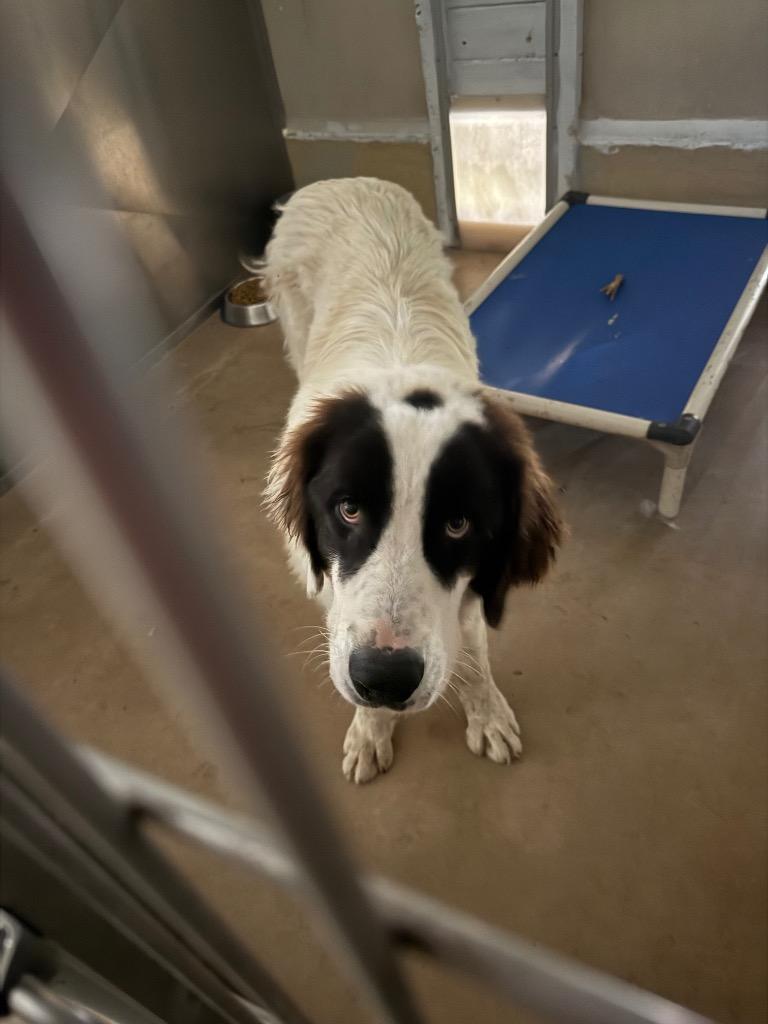 Roscoe., Adoptable, Puppy Male Border Collie & Mixed Breed.