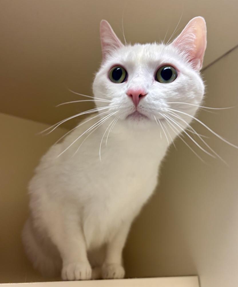 Enlarge Moonlight, a Adoptable Domestic Short Hair in Kalamazoo, MI image 1/1