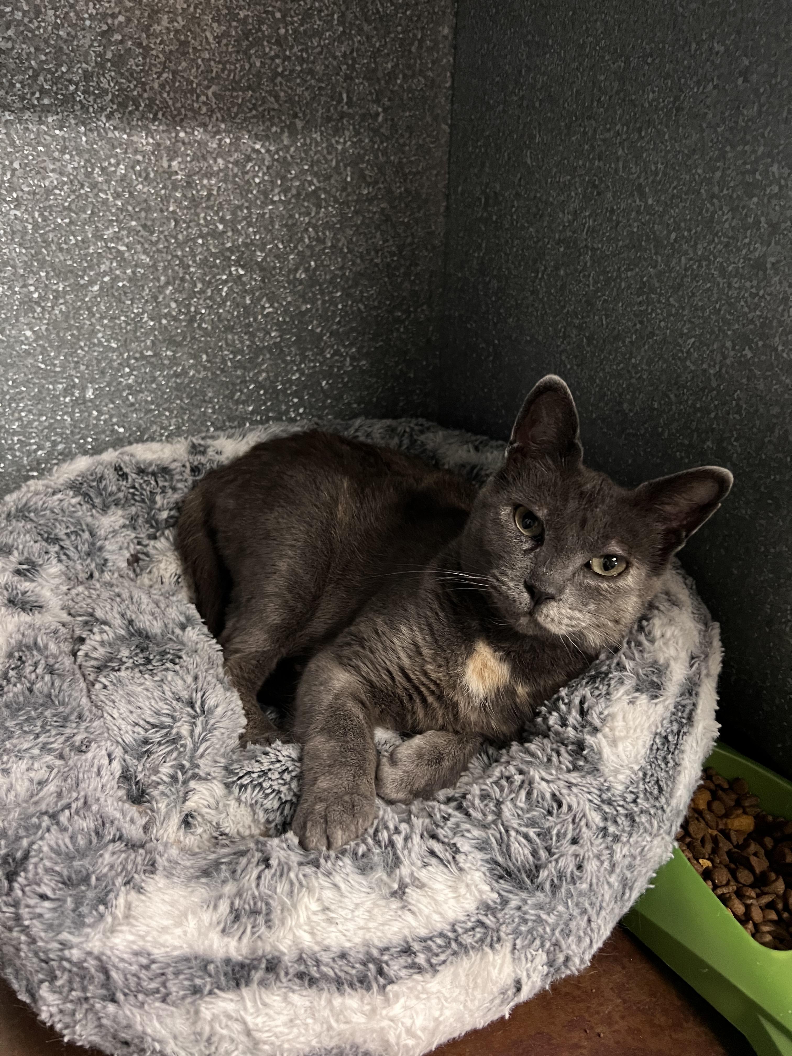 Strawberry, Adoptable, Adult Female Domestic Short Hair.