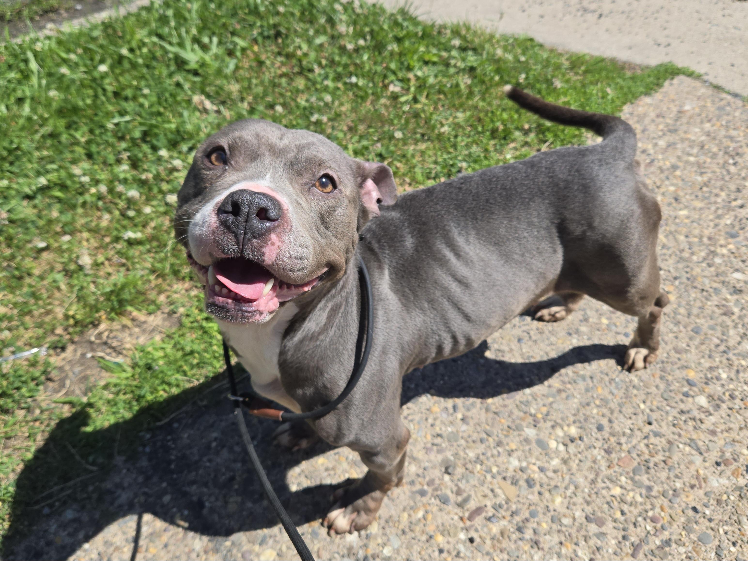 Enlarge Sandy, a ADOPTABLE Pit Bull Terrier in Trenton, NJ image 1/1