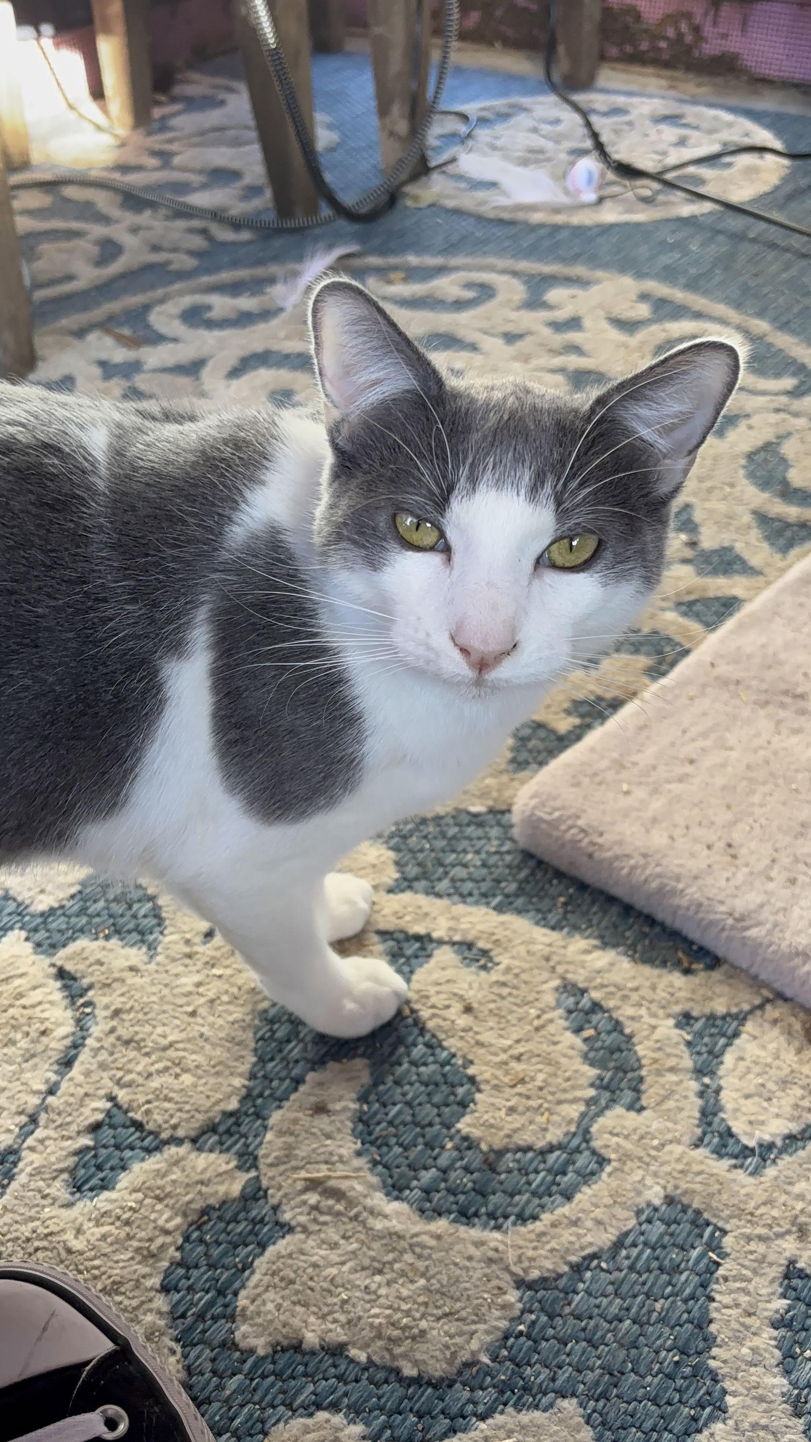 Rhino, Adoptable, Young Male Domestic Short Hair.
