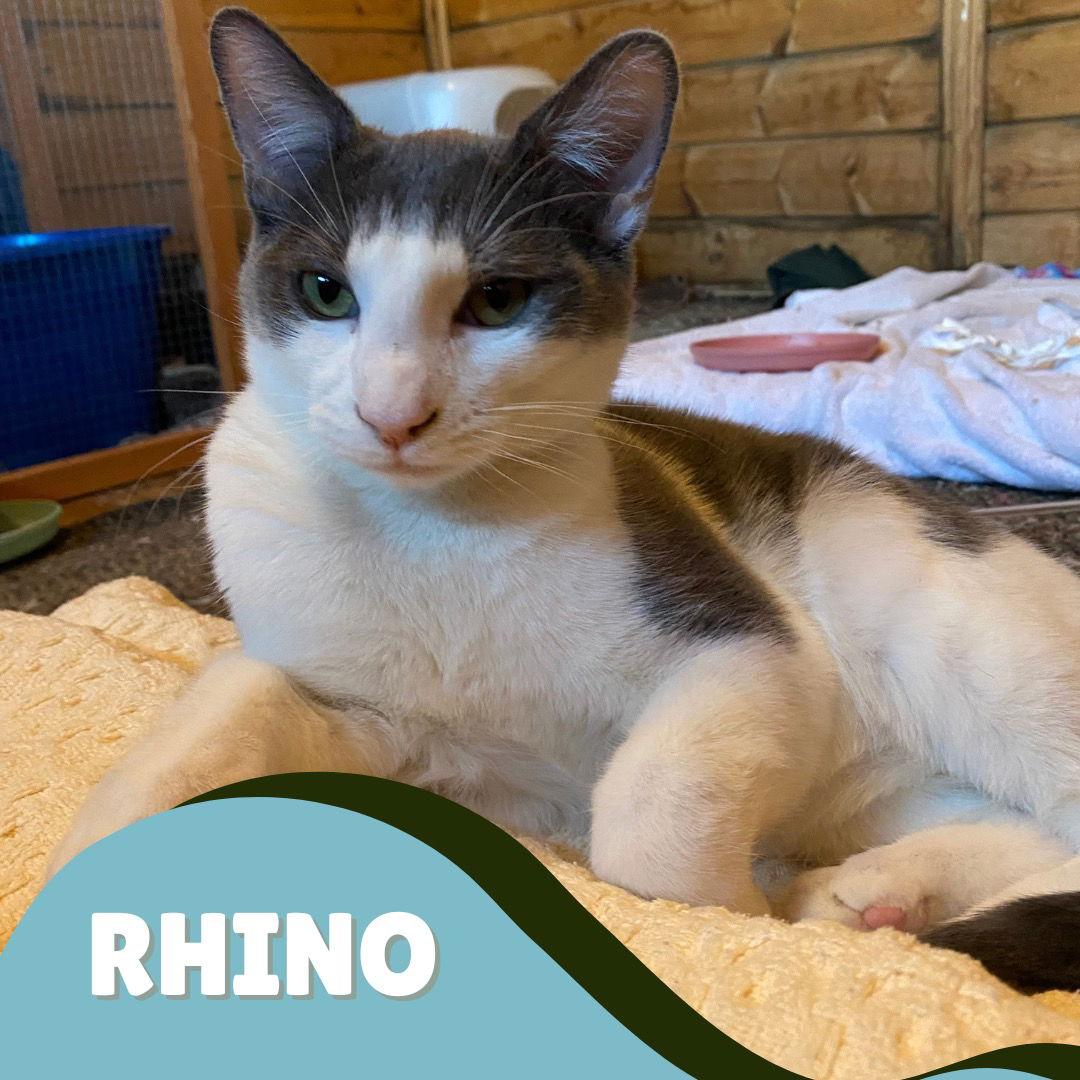 Enlarge Rhino, a Adoptable Domestic Short Hair in danville, CA image 2/3