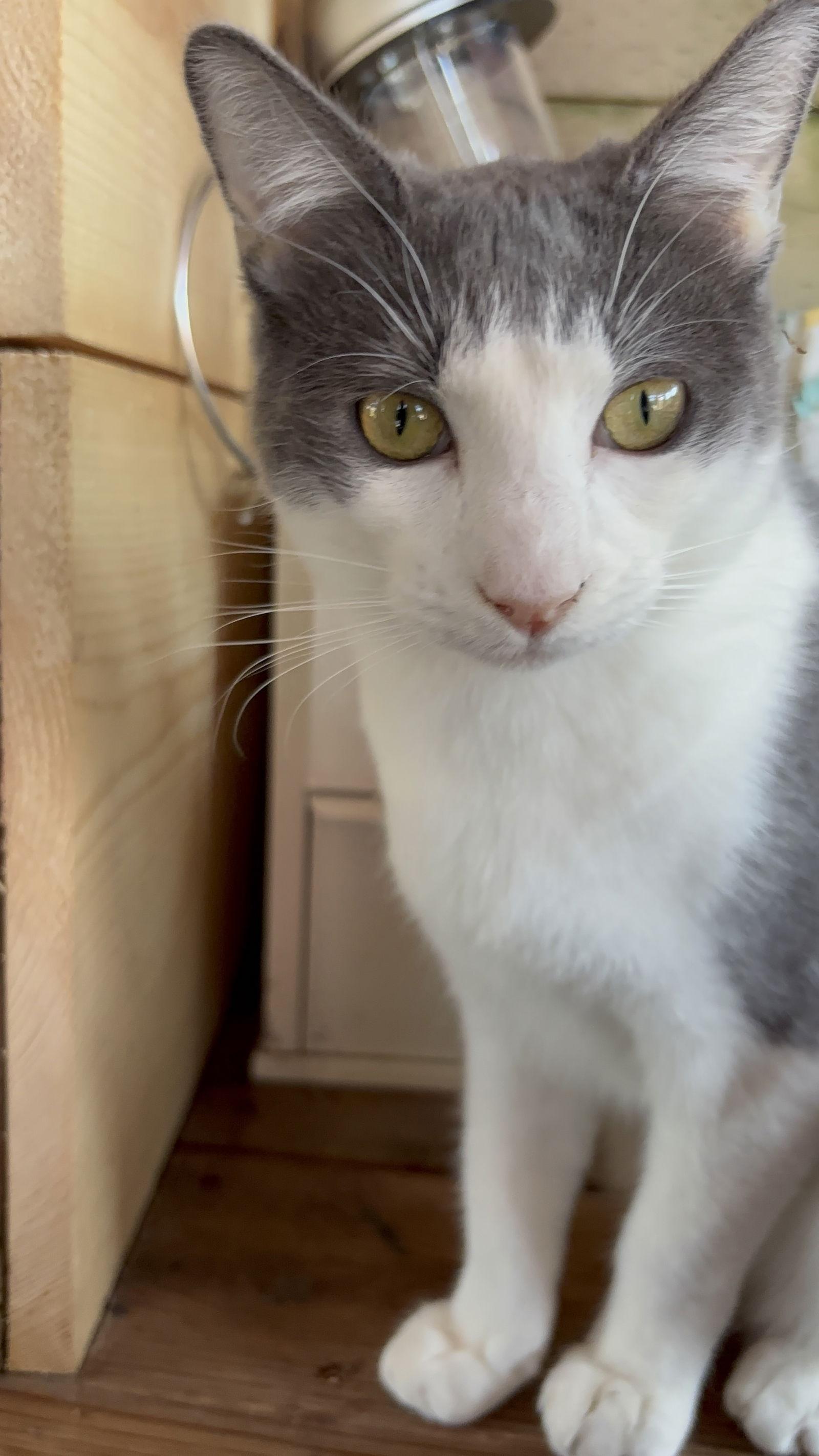 Enlarge Rhino, a Adoptable Domestic Short Hair in danville, CA image 3/3